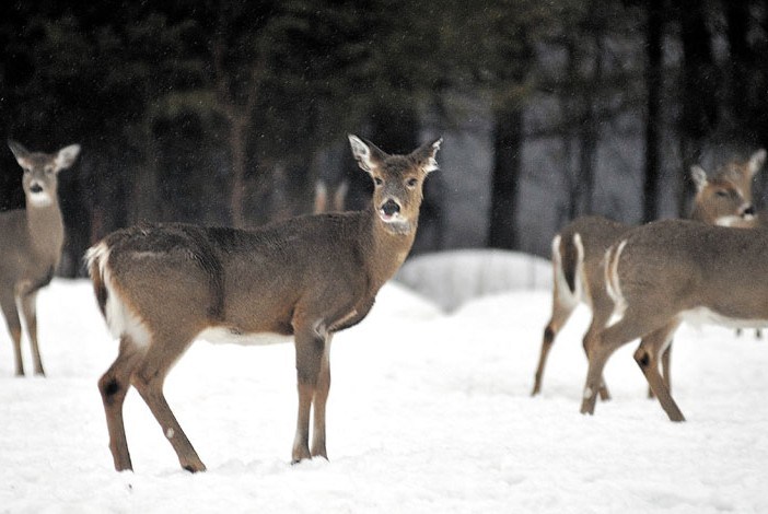 A hungry deer patiently waits for Gordon Berry to deliver the evening meal at the ball fields in West Forks Tuesday evening.