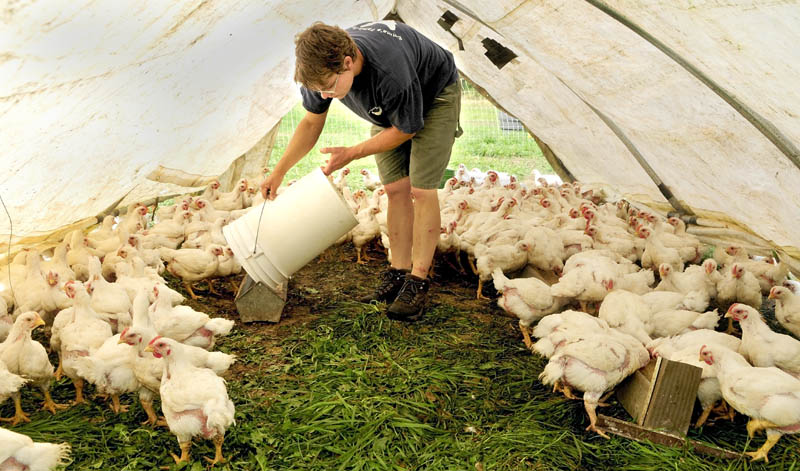 Rose Hoad pours grain into a trough inside a chicken shelter on Thursday morning at Emma's Family Farm in Windsor. The farm at 135 Windsor Neck Road will be part of Open Farm Day program this Sunday.
