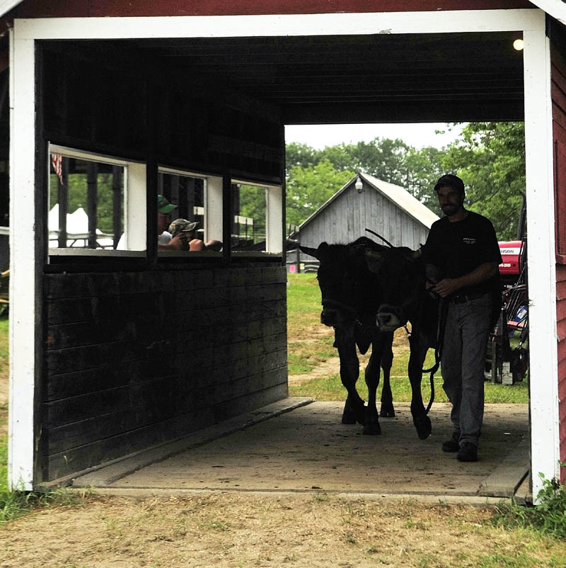 Scott Wheelis, of Bowdoin, leads Luke and Fester onto the scales on Thursday morning at the Monmouth Fairgrounds on Academy Road in Monmouth. Steers and oxen are weighed before competitions to see which class they'll compete in. The fair runs through Saturday.