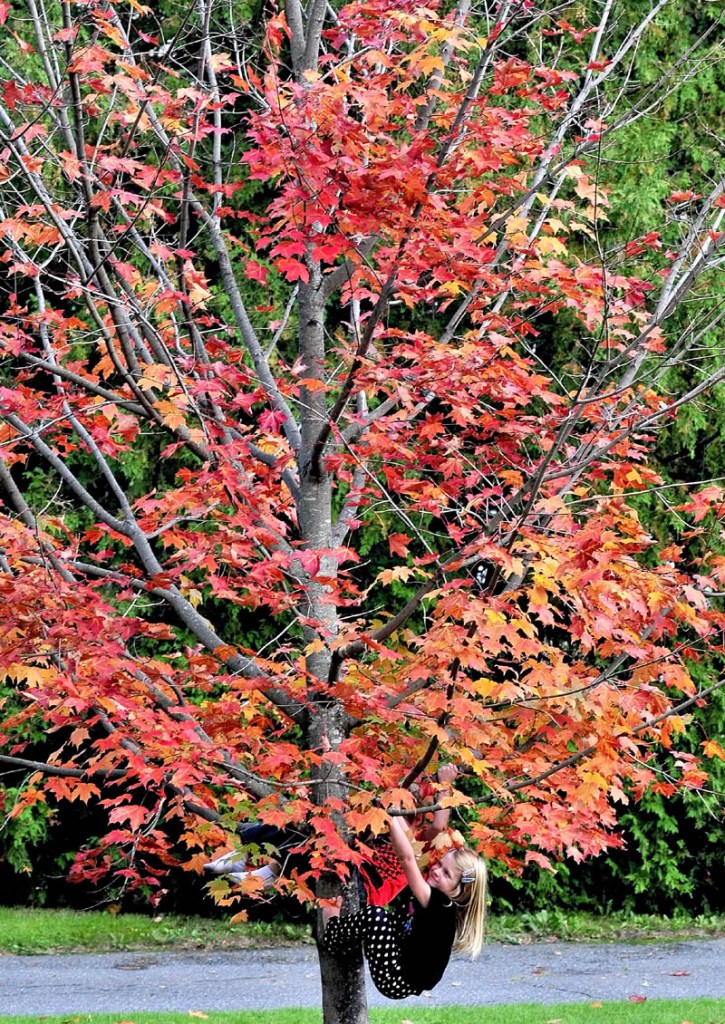 COLORFUL CANOPY: Cara DiGirolamo follows her sister, Mia, up a maple tree full of red leaves along Morrill Street on Monday afternoon in Waterville. More fall foliage will appear as temperatures dip below freezing toward the end of the week. The low temperature in Waterville is expected to fall to 32 degrees tonight and 29 degrees Wednesday night.