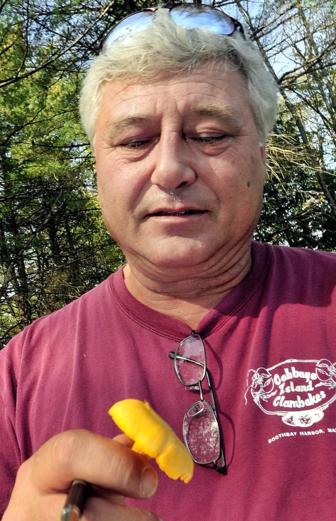 A CLOSER LOOK: Scott Fenton examines a chanterelle mushroom during a workshop on foraging for wild Maine mushrooms.