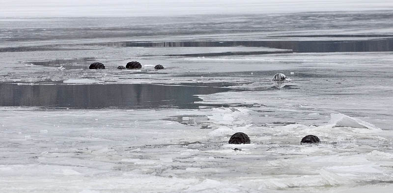 AT THE SURFACE: The wheels of two all-terrain vehicles that crashed through the ice float above the surface of the Kennebec River in Gardiner on Wednesday.