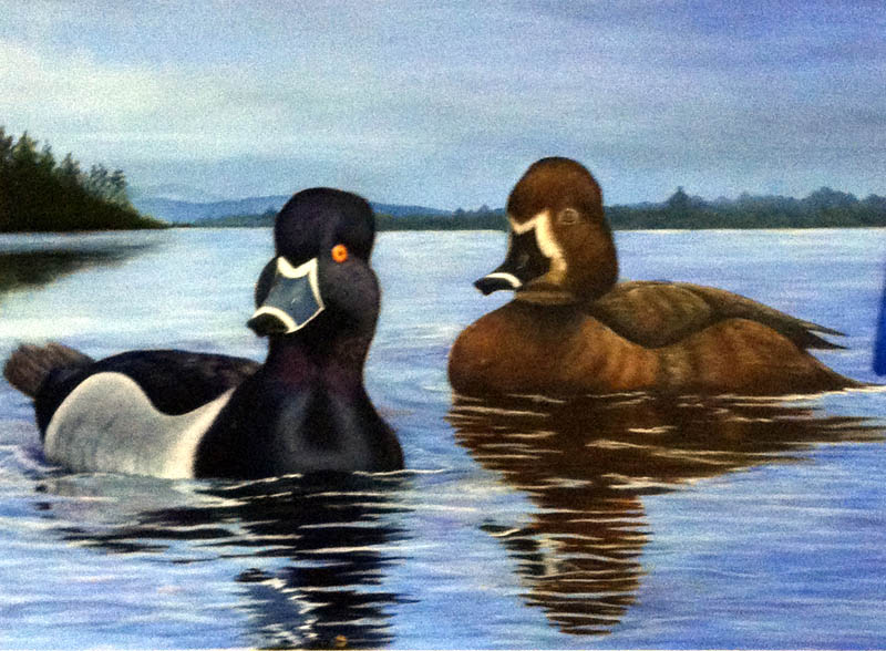 WINNER: An oil painting by a Skowhegan woman is the 2012 winner of the Maine Duck Stamp contest.