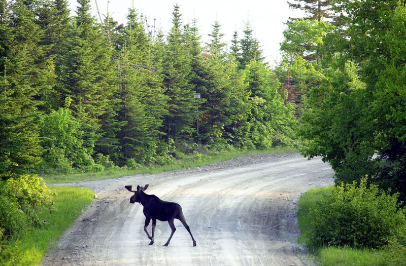 Roadsides provide tender green plants that moose like to eat, as well as salt that moose crave.