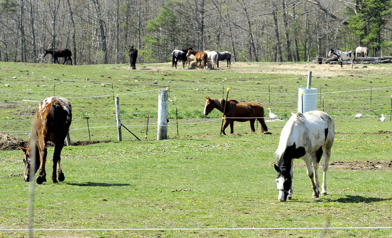 Horses graze at Whistlin’ Willows Farm on Saturday. Some of the farm’s horses recovered from the outbreak’s effects, while another 40 to 45 animals never became sick, officials said.
