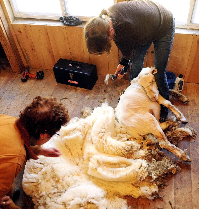 Betty Stover, left, checks out a fleece after Gwen Hinman finished shearing one of her sheep at Spinnakees Farm on Friday in Augusta.