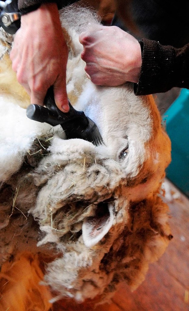 Gwen Hinman shears a sheep at Betty Stover's Spinnakees Farm on Friday in Augusta.