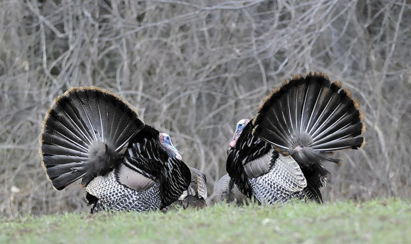 GET READY: The opening day of spring turkey season means that all the planning and preparing for hunters is coming to fruition. But as the hunt begins, it becomes evident that the planning gives way to reality, and that the hunter must time things perfectly, show patience and take advantage of opportunities.