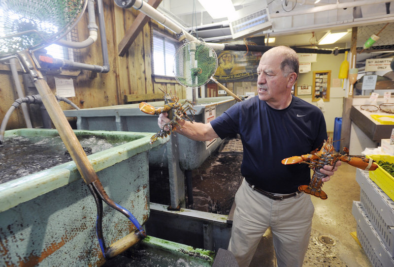 Nick Alfiero of Harbor Fish Market in Portland, said Wednesday that the abundance of soft-shell lobster has little effect on his business.