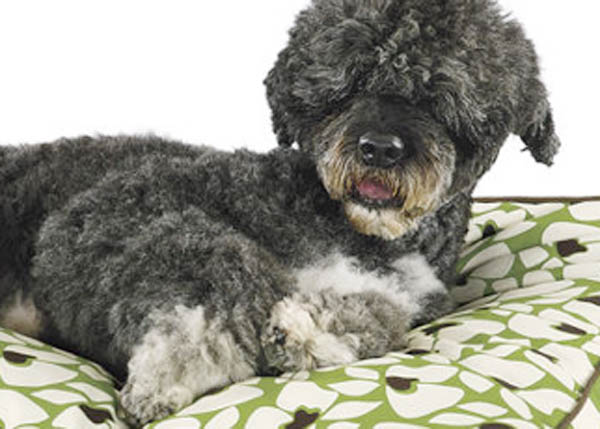 Detail of a product photo from "In the Company of Dogs" website.