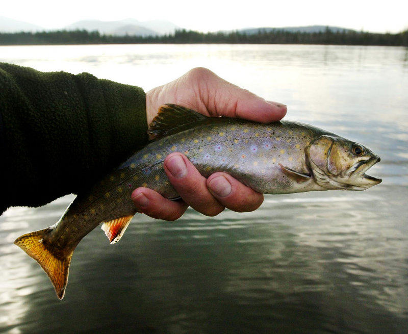 For the last two years, volunteers have been helping state biologists locate undocumented brook trout ponds.