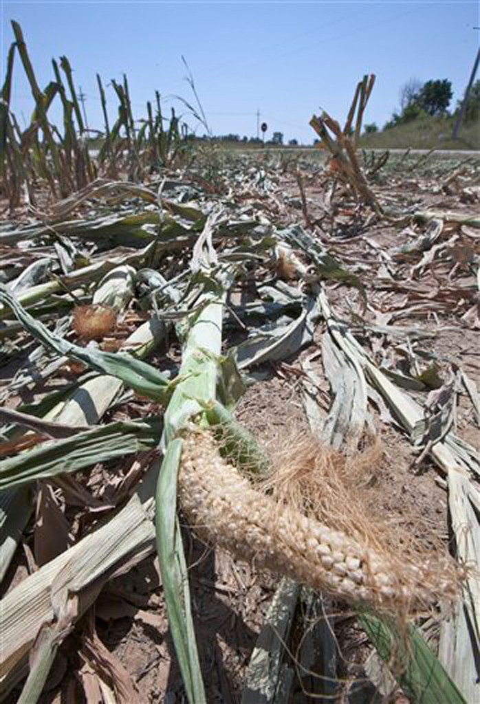 In a Monday, July 23, 2012 file photo, an under-developed ear of corn lies in a field south of Blair, Neb., after the drought-damaged field was cut down for silage. A new report warned Thursday, July 26, 2012 that the widest drought to grip the United States in decades is getting worse, the longer it goes on. The drought covering two-thirds of the continental U.S. had been considered relatively shallow, the product of months without rain, rather than years. But Thursdayís report showed its intensity is increasing rapidly. Twenty percent of the nation is now in the two worst stages of drought, 7 percent more than last week. (AP Photo/Nati Harnik, File)