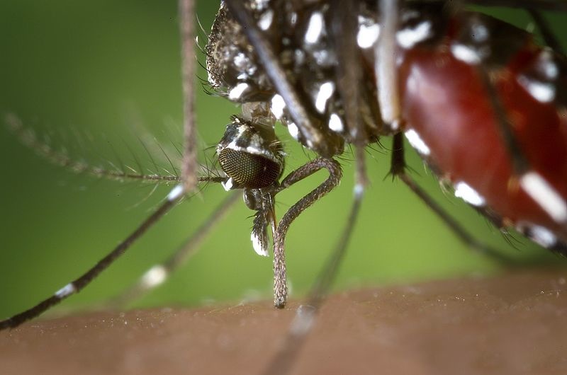 The proboscis of an Aedes albopictus mosquito pierces human skin. For the first time ever, West Nile Virus has been detected in Maine.