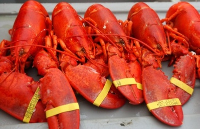 STAFF PHOTO BY Shawn Patrick Ouellette, Friday, August 5, 2005:Lobsters are one of the main attractions at The Maine Lobster Festival being held in Rockland this weekend.