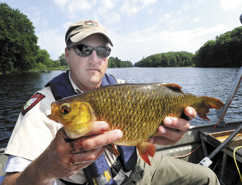 Fisheries specialist Scott Davis holds a large Rudd as he and other members of the Maine Inland Fisheries & Wildlife biologists electrofish for Rudds in Winthrop's Cobbosseecontee Lake.