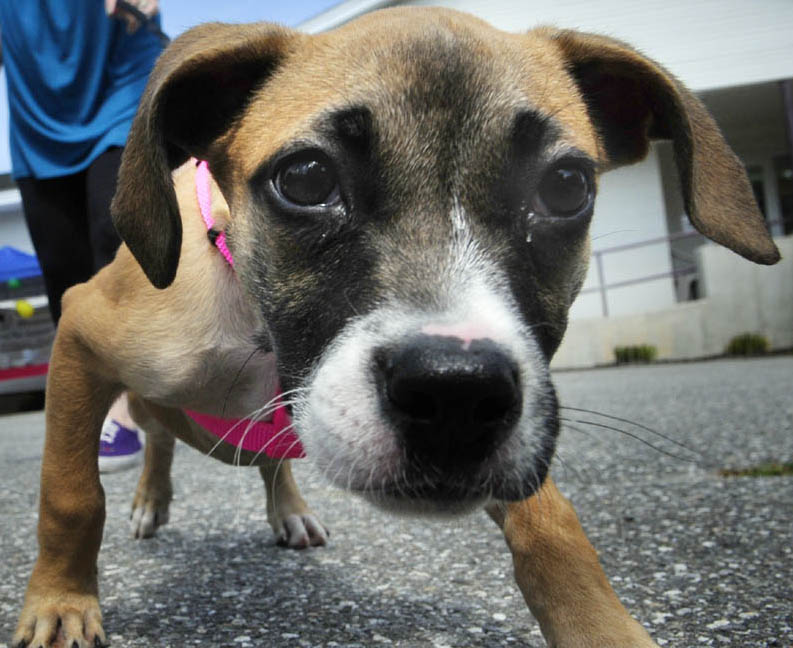 Staff photo by Joe Phelan Polly was one of the dogs available for adoption at the Kennebec Valley Humane Society's Empty the Shelter Adoption event Saturday in Augusta.