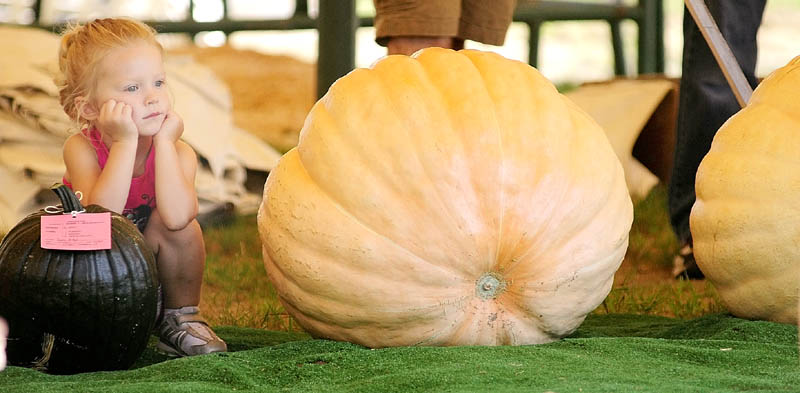 Madelyn Lash, 2 of Waterville, watches the pumpkin contest weigh-in on Sunday morning at the Windsor Fairgrounds. The Windsor Fair continues through Labor Day and the fairgrounds are located on state Route 32 near the intersection of state Route 17.