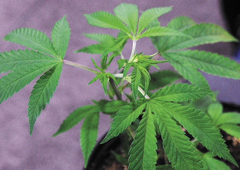 A marijuana plant