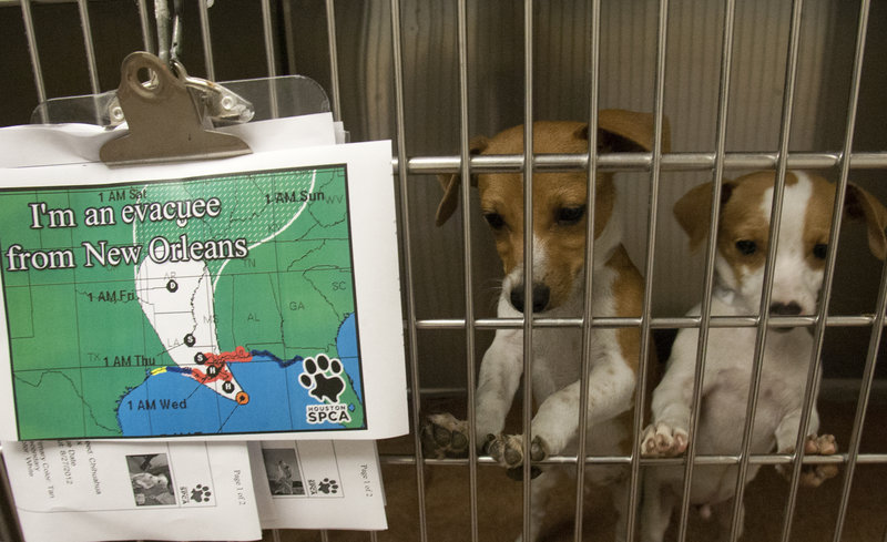 Alex and Adam, three-month-old Chihuahua puppies, play in their new kennel Tuesday at the Houston SPCA. They were among 70 cats and dogs that had to be evacuated from St. Bernard Parish Animal Control in New Orleans as officials took precautions in advance of Hurricane Isaac’s arrival.