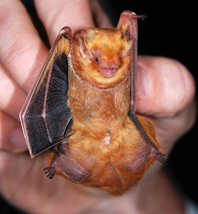 Zackary Hann holds one of his subjects, an Eastern red bat, this summer.