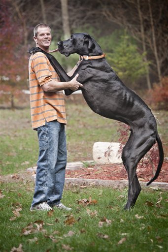 In this photo provided by Guinness World Records 2013 Book, Kevin Doorlag stands with Zeus, which he co-owns with his wife Denise.