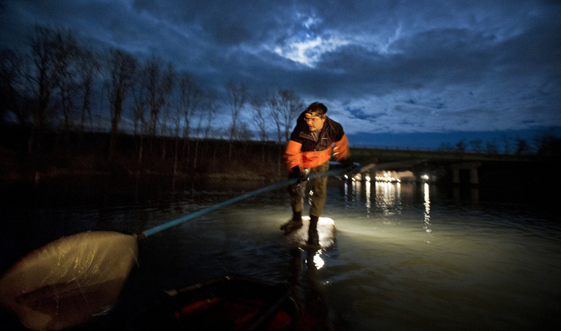 John Moore of Freeport fishes for elvers in a Southern Maine river on Thursday night, April 5, 2012. There has been high interest in elver licenses since last spring's eel-fishing frenzy, when fishermen were getting more than $2,000 a pound.