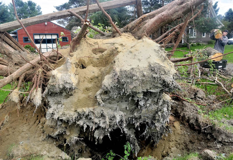 A LOT OF WIND: Josh Horne loads pieces of a 100-foot willow tree on Monday that blew down last week in a neighbors yard in Benton. Horne said he was going to cut and split the wood and use it to heat his camp this winter.