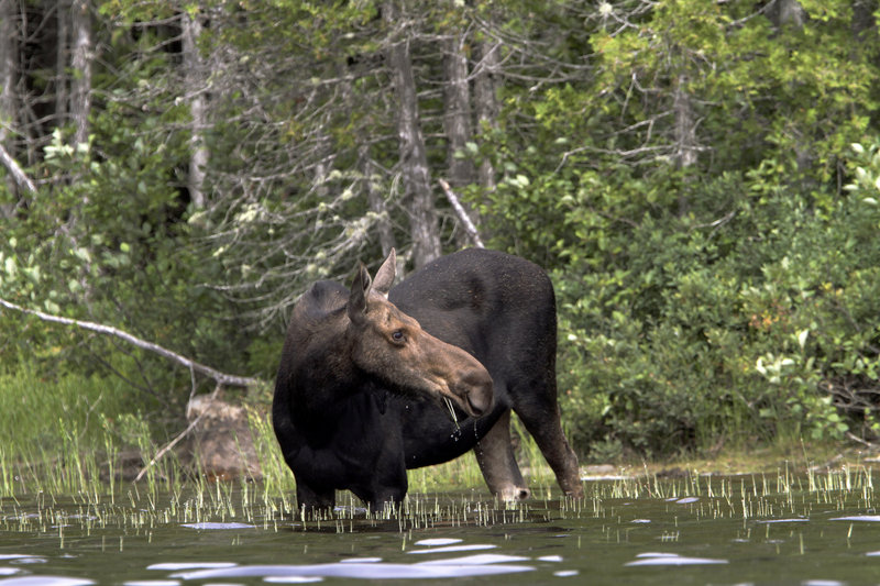 A bull moose wades into a lake in northern Maine.