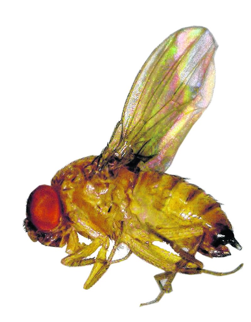 This July 2012 photo released by the University of Maine Cooperative Extension Service shows a male, left, and female, right, spotted wing drosophila, an invasive fruit fly. The insect was first detected in Maine in small numbers in the summer of 2011. But during the summer of 2012, traps in Monmouth, Maine, bagged thousands per week. (AP Photo/University of Maine Cooperative Extension Service, Griffin Dill)