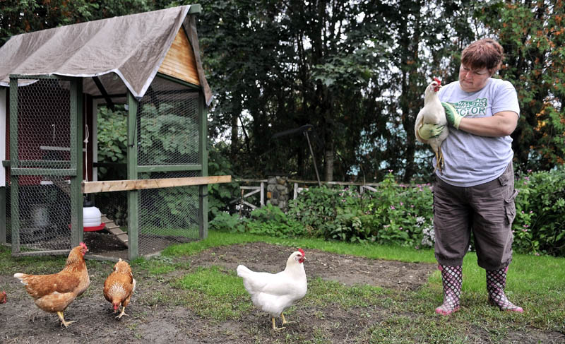 Heather Merrow tends to her chickens at her 9 Autumn St. residence in Waterville. City councilors voted last week to allow chickens at private residences in city limits.