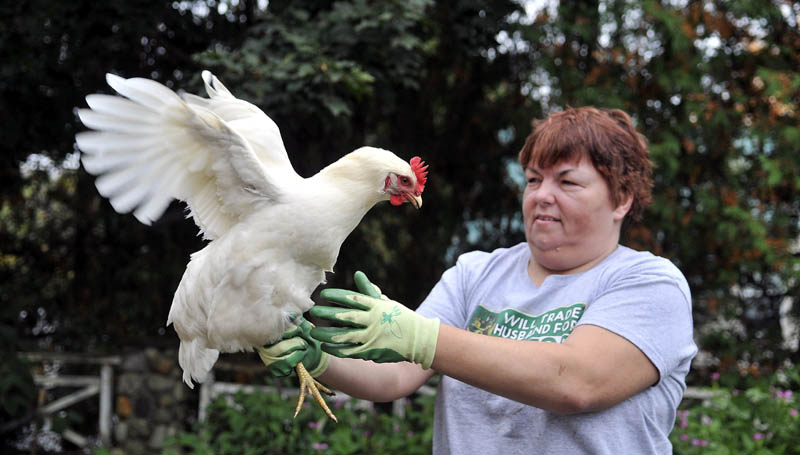 Heather Merrow handles on of her five chickens at her 9 Autumn St. residence in Waterville.