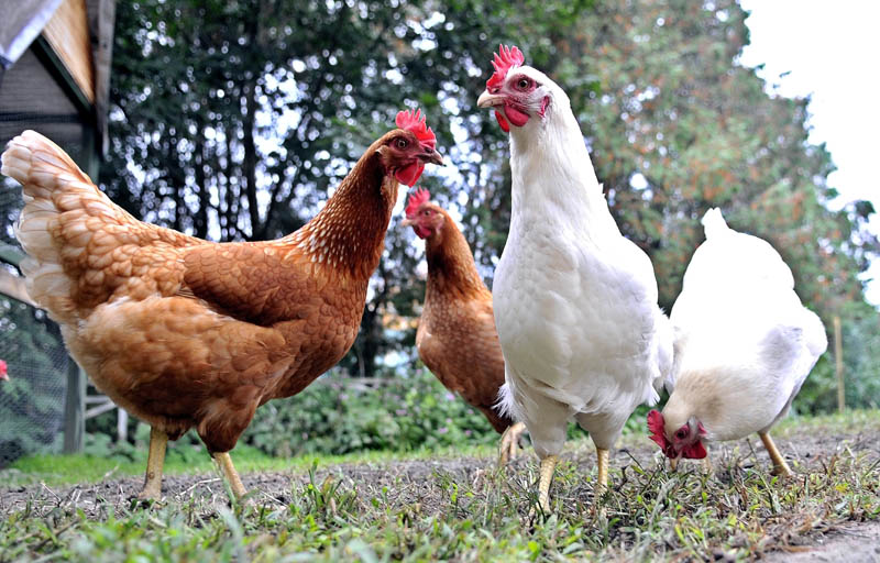 Chickens peck at feed in the grass in the back yard of the Merrow's 9 Autumn St. residence in Waterville. A new ordinance was passed allowing citizens to house up to six chickens at a private residence in city limits.