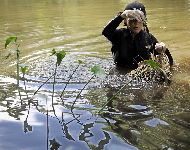 Buffy DeMatteis collects a piece Eurasian water-milfoil Tuesday from Purgatory Stream in Litchfield. Members of the Tacoma Lake Improvement Society and Friends of The Cobbossee Watershed collaborated to harvest the invasive plant that clogs waterways.