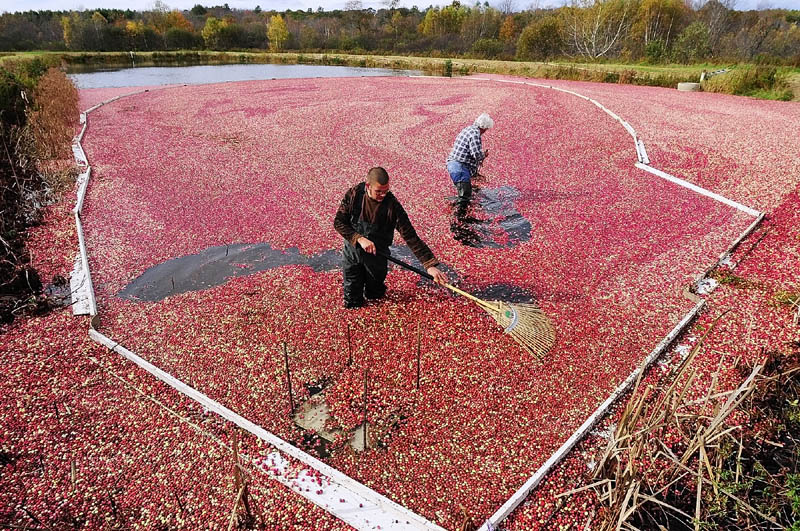 Raymond Lilly, left, and Jimmy Smith rake cranberries towards a pump intake as they do a wet harvest on Tuesday afternoon at Popp Farm in Dresden.