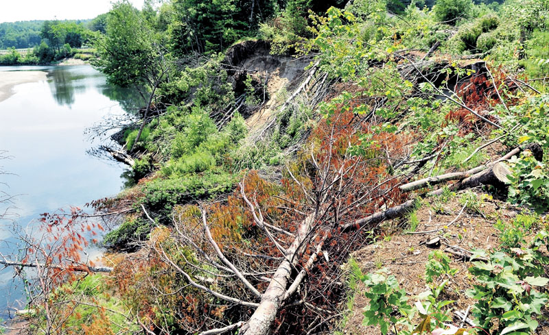 Trees have been cut down in an effort to help stabilize erosion between Whittier Road and Sandy Stream in Farmington. Town officials are hoping that a winter freeze will help stabilize an eroding riverbank that threatens part of the road.