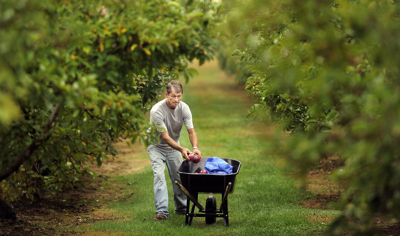 Jeff Walker picks up dropped apples at Pine View Orchard in Berwick on Thursday. He’s most concerned about the economy and the shrinking middle class.