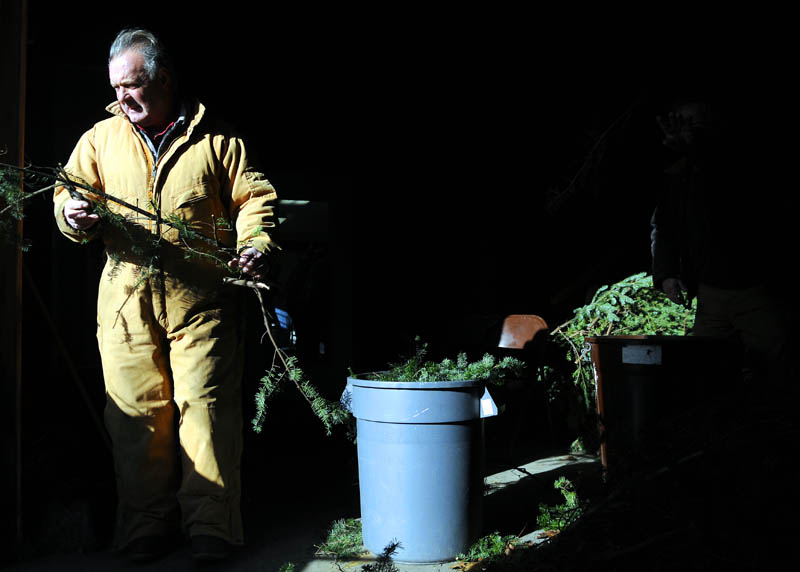 Jim Hawkes tips an evergreen tree Sunday at the Windsor Historical Society, during the annual wreath-making event.
