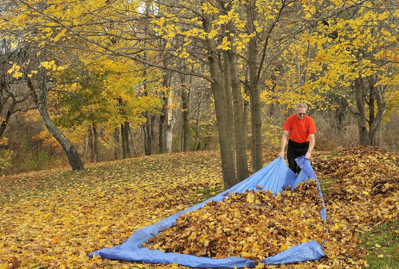 Maynard Weeks, 74, clears his property of leaves on West River Road in Waterville Friday. Weeks tackles the yard work every weekend until all of the leaves have shed the tree. He says chopping wood and raking his yard keeps him young and busy.