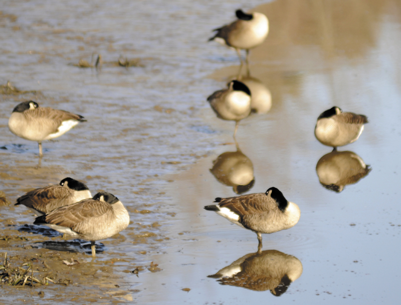 Canada geese sleep Monday on the Kennebec River in Hallowell. Despite scarce food resources and cold weather, some geese winter in the more frigid climates of the species' territory before migrating north in the spring.