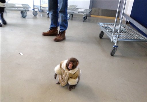 In this Sunday, Dec. 9, 2012 photo provided by Bronwyn Page, "Darwin" wanders around at an Ikea in Toronto after letting himself out of his crate in a parked car in the store's lot.