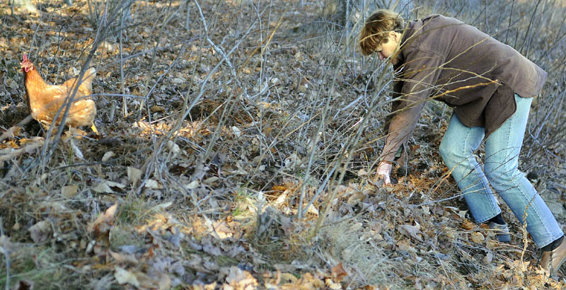 Myra Macfie herds a hen away from the road outside her Hallowell home on Wednesday. Macfie has nine free-range hens which provide her eggs, and a bantam rooster that sat in a lawn chair and crowed as Macfie rounded up the miscreant flock.