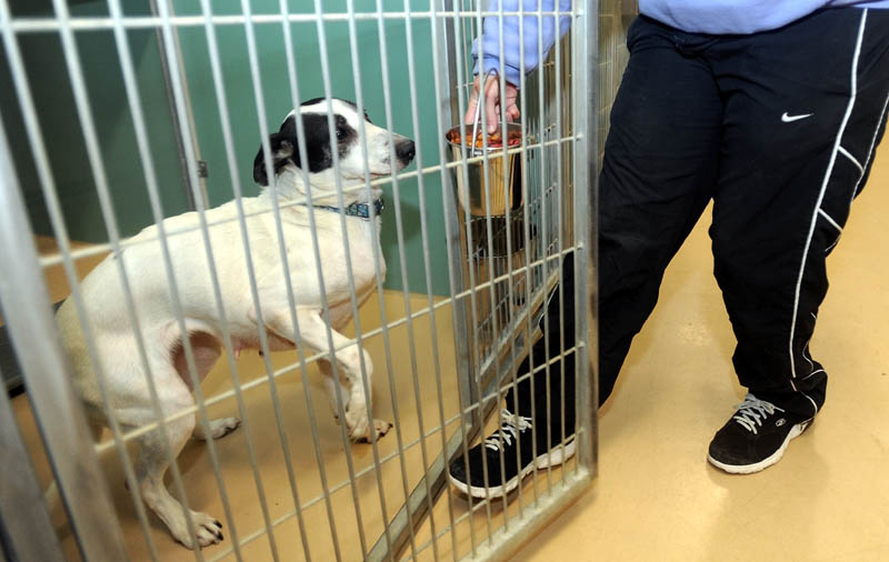 Casey Foss, an employee at the Humane Society Waterville Area on Webb Road in Waterville, feeds one of the 20 dogs at the shelter on Friday. Hundreds of bags of dog and cat food and nearly $10,000 have been donated to the shelter in the past couple of weeks.