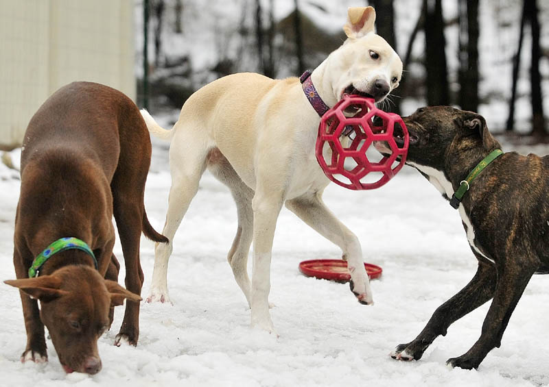 Littermates Meta, left, Sierra and Hoot play on Wednesday at K9 Cabin Dog Day Care in Augusta.