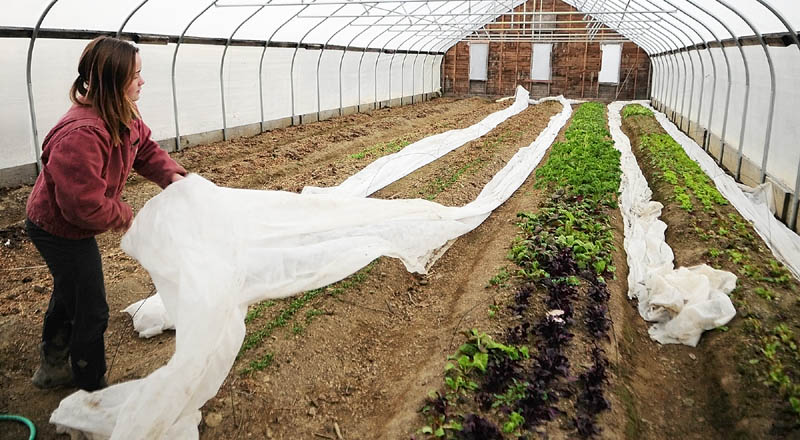 Kenya Whitehead puts a row cover over back over greens growing in a hoop house at Winterberry Farm, as night falls on Thursday in Belgrade. The double layer of protection can keep them alive over the winter.