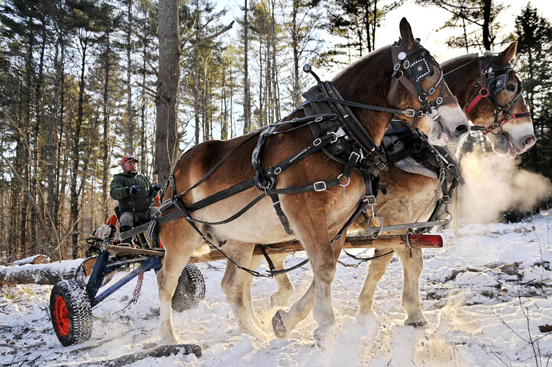 Teamster Bub Pierce directs a team of Belgians to haul a freshly cut pine tree from a lot Thursday in South Gardiner. West Gardiner contractor Steve McGee employed the pulling horses, which compete at fairs across Maine, to twitch pine from a house lot he was hired to cut. "We all need exercise," McGee said while felling a tree. "It's good for the environment and it produces revenue." Pierce, who trains the horses for McGee, agreed. "They need to learn how to work before they learn how to compete," he said.