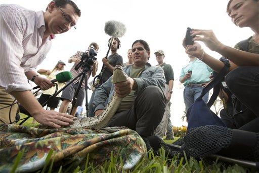 Reporters pet and take photos as Capt. Jeff Fobb of the Miami-Dade Fire Rescue's Venom Response Unit holds a python during the kickoff ceremonies for the "Python Challenge" on Jan. 12, 2013.