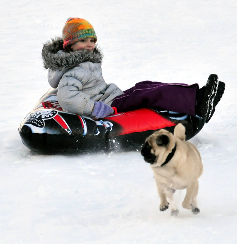 Duke keeps a eye of Julia Lawe while charging ahead of her and others who were enjoying some sledding at Colby College in Waterville on Tuesday. Wiping off their dogs' stomachs and paws when they come in from outside, so they won't ingest salt, were among winter pet safety tips for pets offered at a forum Friday at Humane Society Waterville Area.