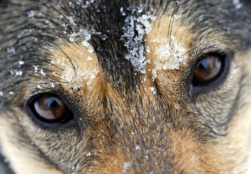 An Alaskan Husky that pulled Kevin Quist on a dogsled Sunday at Viles Arboretum in Augusta.