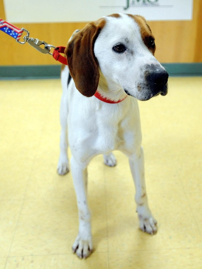 This walker hound was rescued from Long Pond in Belgrade. He has no tags and the authorities have not been able to identify the owners.