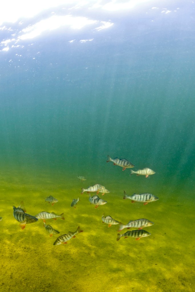 This circa 2009 photo provided by Bent Christensen show perch fish swimming together in Sweden. Researchers around the world have been taking a close look at the effects of pharmaceuticals in extremely low concentrations, measured in parts per billion. Such drugs have turned up in waterways in Europe, the U.S. and elsewhere over the past decade. (AP Photo/Bent Christensen)